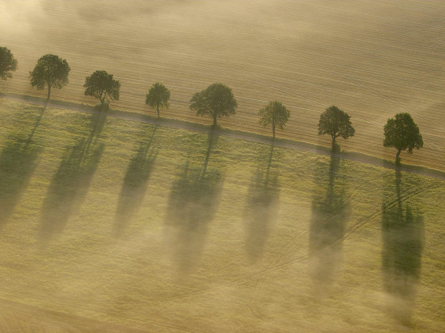 Trees fog field road grass free wallpaper for desktop - medium preview image
