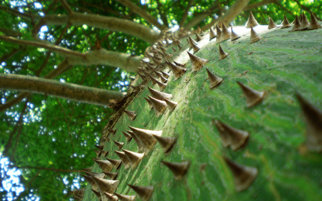Spiky tree leaves on ground free wallpaper for desktop - medium preview image