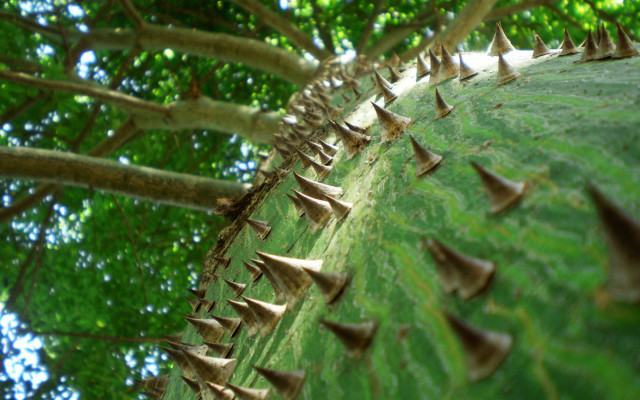 Spiky tree leaves ground nature #2 free wallpaper for desktop - medium preview image