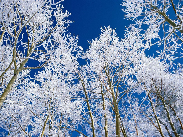 Snowy trees blue sky autumn free wallpaper for desktop - medium preview image