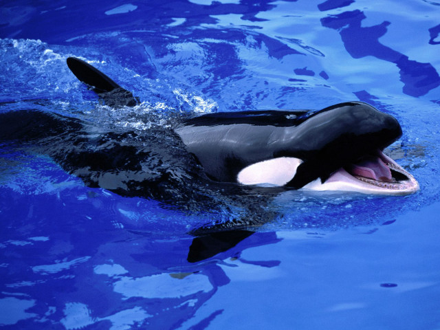 Orca black white swimming open #2 free wallpaper for desktop - medium preview image