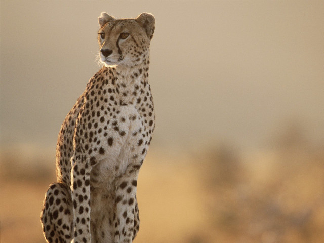 Cheetah desert rock camera lens free wallpaper for desktop - medium preview image