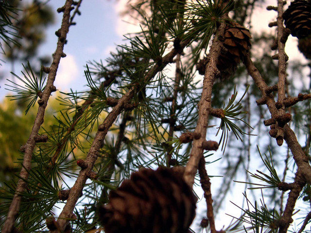 Pine cone branch sky clouds free wallpaper for desktop - medium preview image