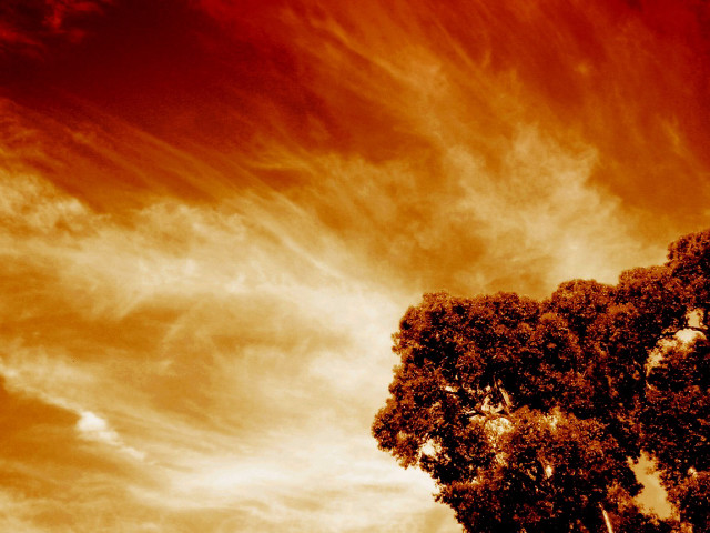 Tree red sky clouds background free wallpaper for desktop - medium preview image