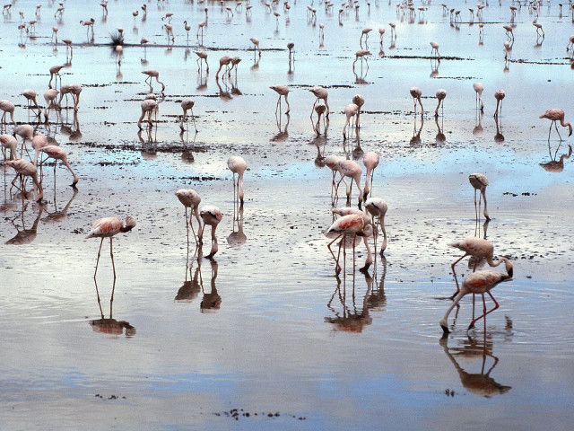 Flamingos beach water algae mud free wallpaper for desktop - medium preview image