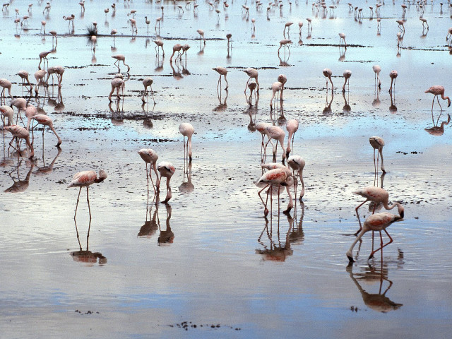 Flamingos beach water algae mud #2 free wallpaper for desktop - medium preview image