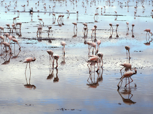 Flamingos beach water algae mud #5 free wallpaper for desktop - medium preview image