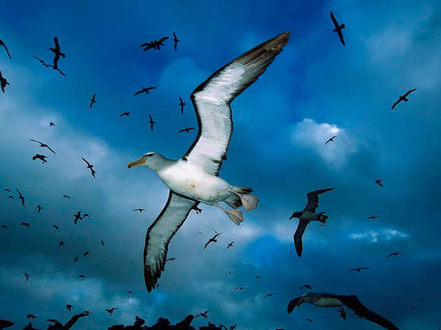 Flock birds flying cloudy sky #3 free wallpaper for desktop - medium preview image