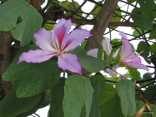Purple flower green leaves tree free wallpaper for desktop - medium preview image