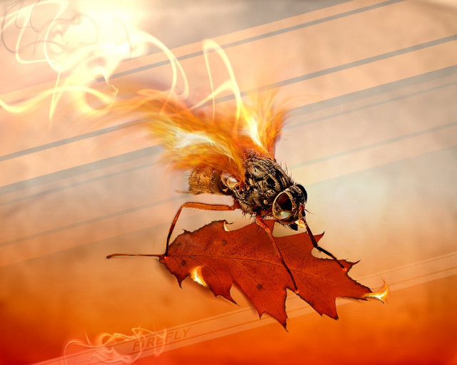 Bee flame leaf fire background #2 free wallpaper for desktop - medium preview image
