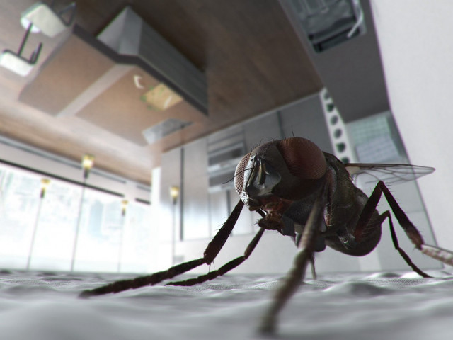 Fly closeup building light bokeh free wallpaper for desktop - medium preview image