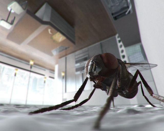 Fly closeup room light blurry free wallpaper for desktop - medium preview image