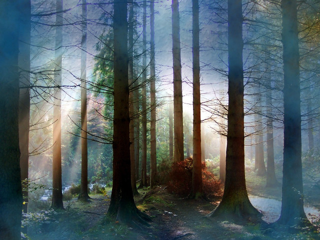 Forest sunbeams path bench painting free wallpaper for desktop - medium preview image