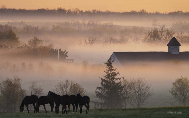 Horses field barn foggy morning #2 free wallpaper for desktop - medium preview image