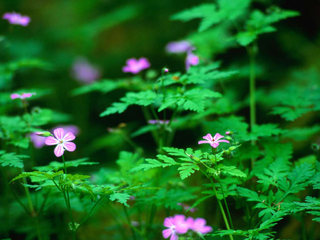 Pink flowers green grass weeds free wallpaper for desktop - medium preview image