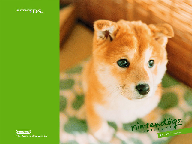 Small dog rug green background free wallpaper for desktop - medium preview image