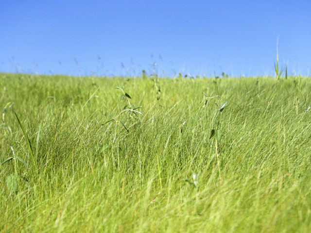 Tall grass blue sky bird #2 free wallpaper for desktop - medium preview image