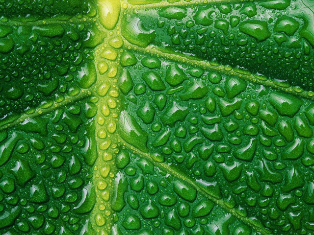 Green leaf water drops close free wallpaper for desktop - medium preview image