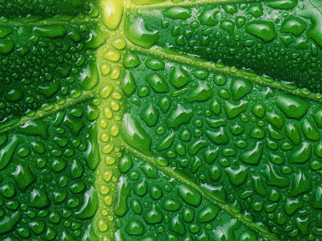 Green leaf water drops yellow #2 free wallpaper for desktop - medium preview image