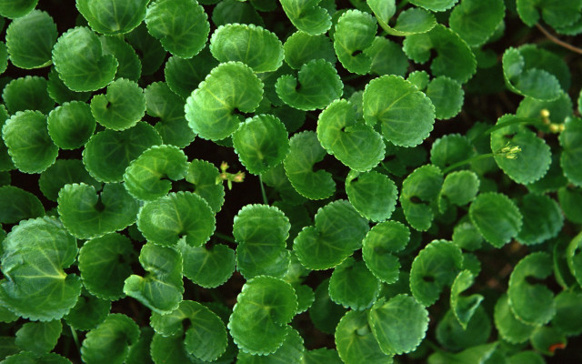 Close up green plant leaves #5 free wallpaper for desktop - medium preview image