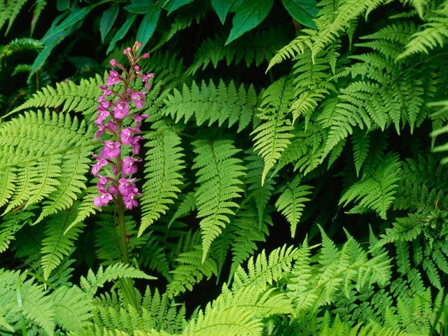 Purple flower green leaves ferns free wallpaper for desktop - medium preview image