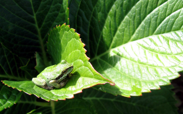 Frog sitting leaf sun sunny free wallpaper for desktop - medium preview image