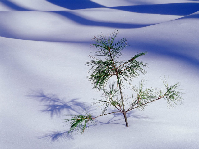 Small pine tree snow shadow free wallpaper for desktop - medium preview image