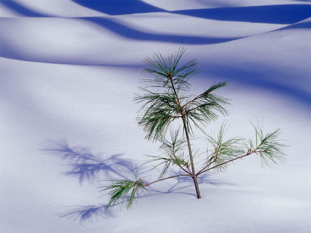 Small pine tree snow shadow #2 free wallpaper for desktop - medium preview image