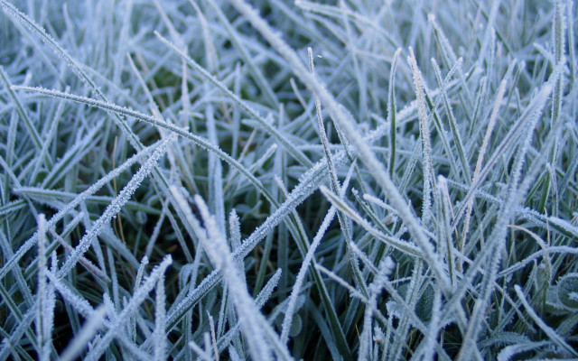 Frosty grass macro bamboo forest free wallpaper for desktop - medium preview image