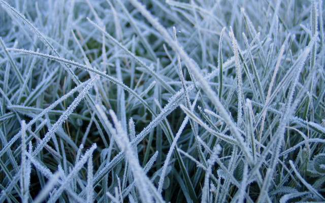 Frosty grass macro bamboo dew free wallpaper for desktop - medium preview image