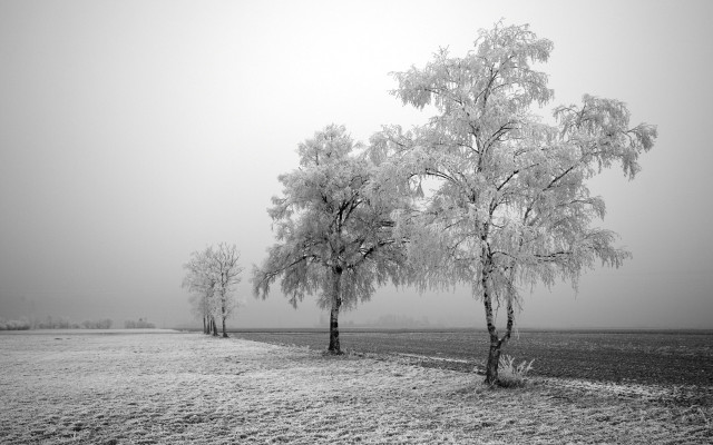 Foggy trees field black white free wallpaper for desktop - medium preview image