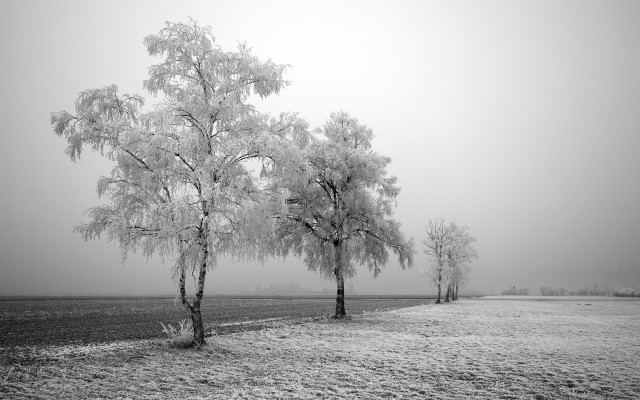 Black white field trees fog #2 free wallpaper for desktop - medium preview image