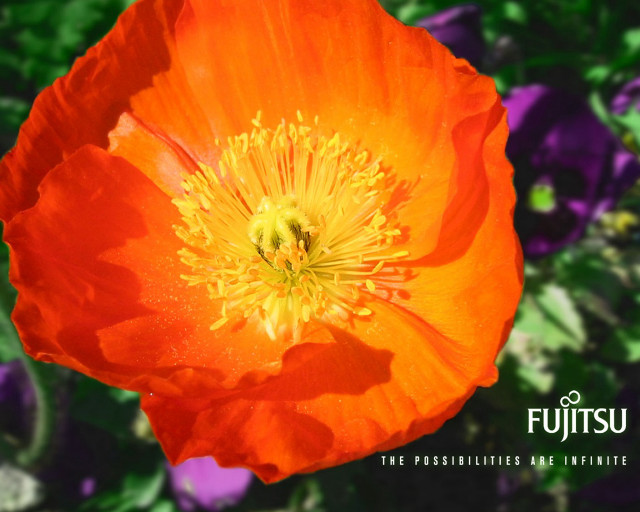 Bright orange flower bokeh autumn free wallpaper for desktop - medium preview image