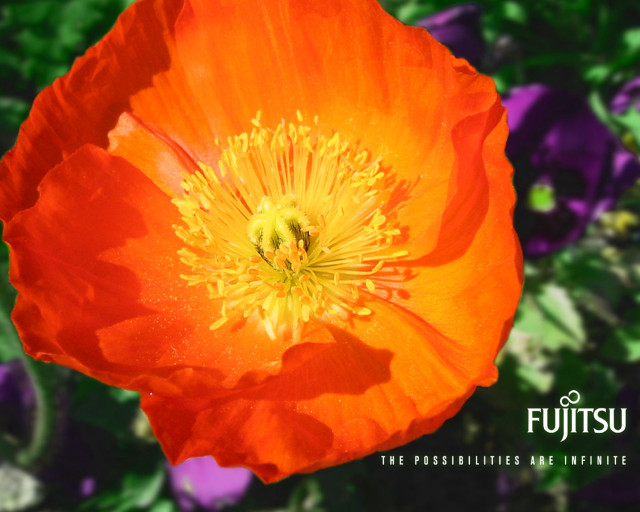 Orange flower bokeh vibrant autumn free wallpaper for desktop - medium preview image