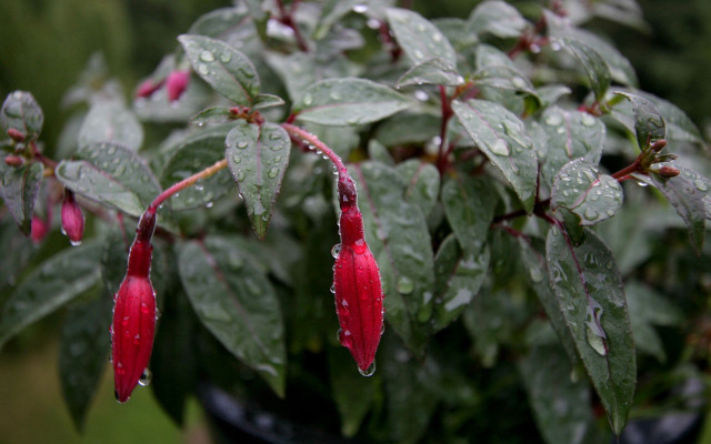 Red plant rain drops bokeh free wallpaper for desktop - medium preview image
