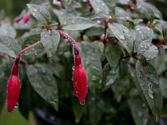 Red plant rain drops macro free wallpaper for desktop - medium preview image