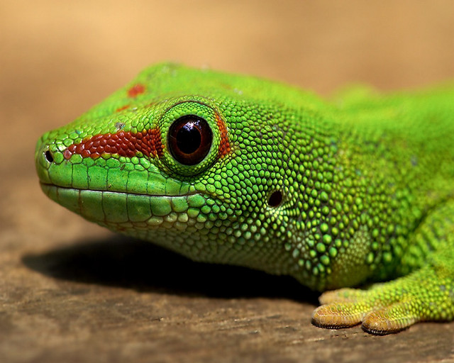 Green lizard red spots wooden free wallpaper for desktop - medium preview image