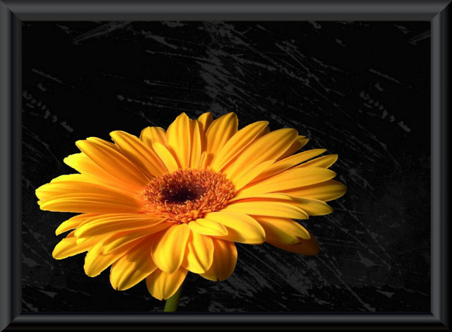 Yellow flower black frame black #2 free wallpaper for desktop - medium preview image