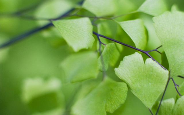 Green leafy branch blurry background free wallpaper for desktop - medium preview image
