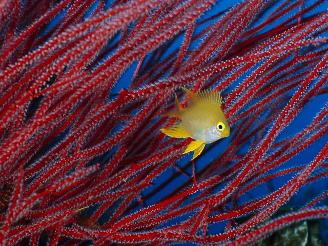 Yellow fish red seaweeds ocean free wallpaper for desktop - medium preview image