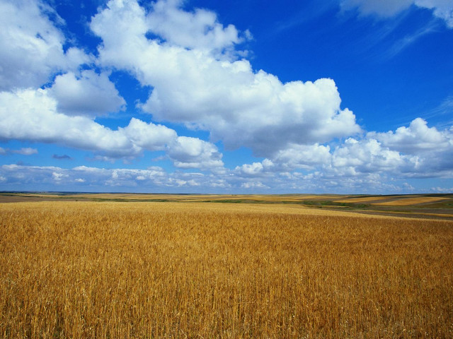 Wheat field blue sky clouds #2 free wallpaper for desktop - medium preview image
