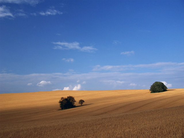 Field trees blue sky clouds #6 free wallpaper for desktop - medium preview image