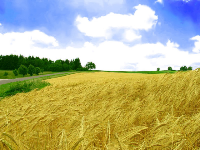 Wheat field road blue sky free wallpaper for desktop - medium preview image