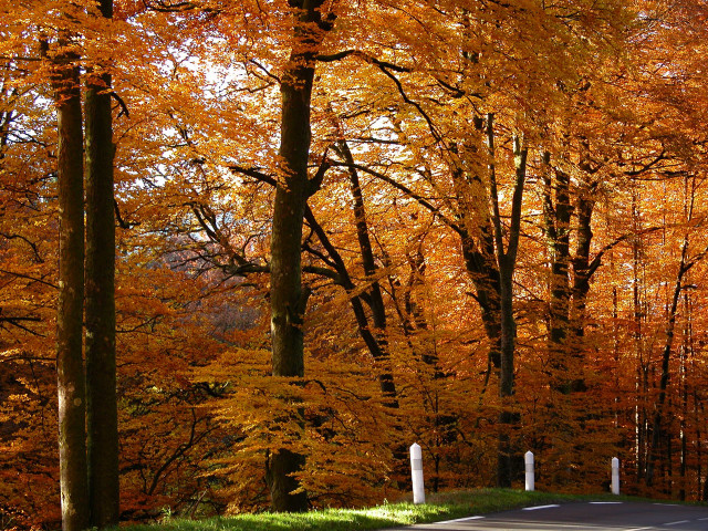 Autumn road trees orange leaves #4 free wallpaper for desktop - medium preview image