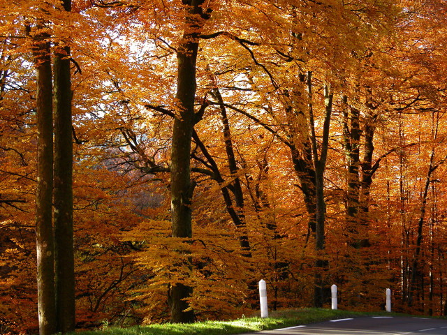 Autumn road trees orange leaves free wallpaper for desktop - medium preview image