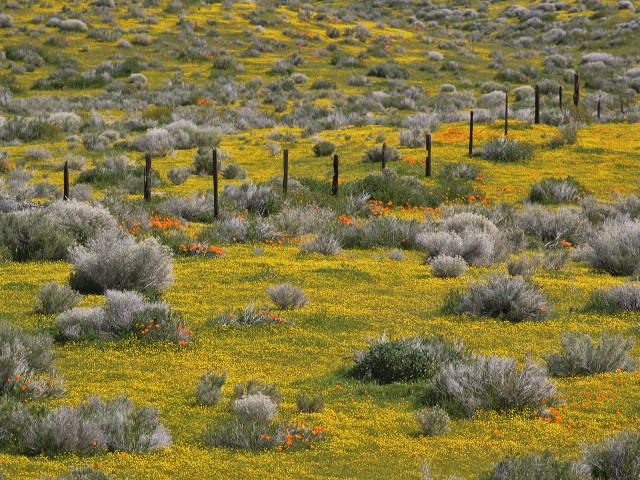 Yellow flowers grass fence cow #2 free wallpaper for desktop - medium preview image
