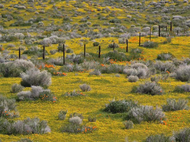 Cow yellow flowers field fence free wallpaper for desktop - medium preview image
