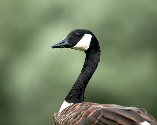 Goose white head black neck free wallpaper for desktop - medium preview image
