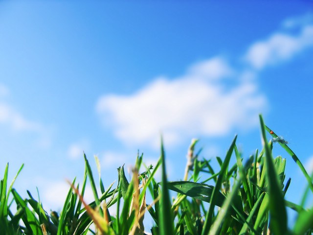Grass blue sky clouds closeup free wallpaper for desktop - medium preview image