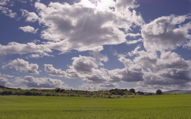 Sheep grazing cloudy sky field free wallpaper for desktop - medium preview image
